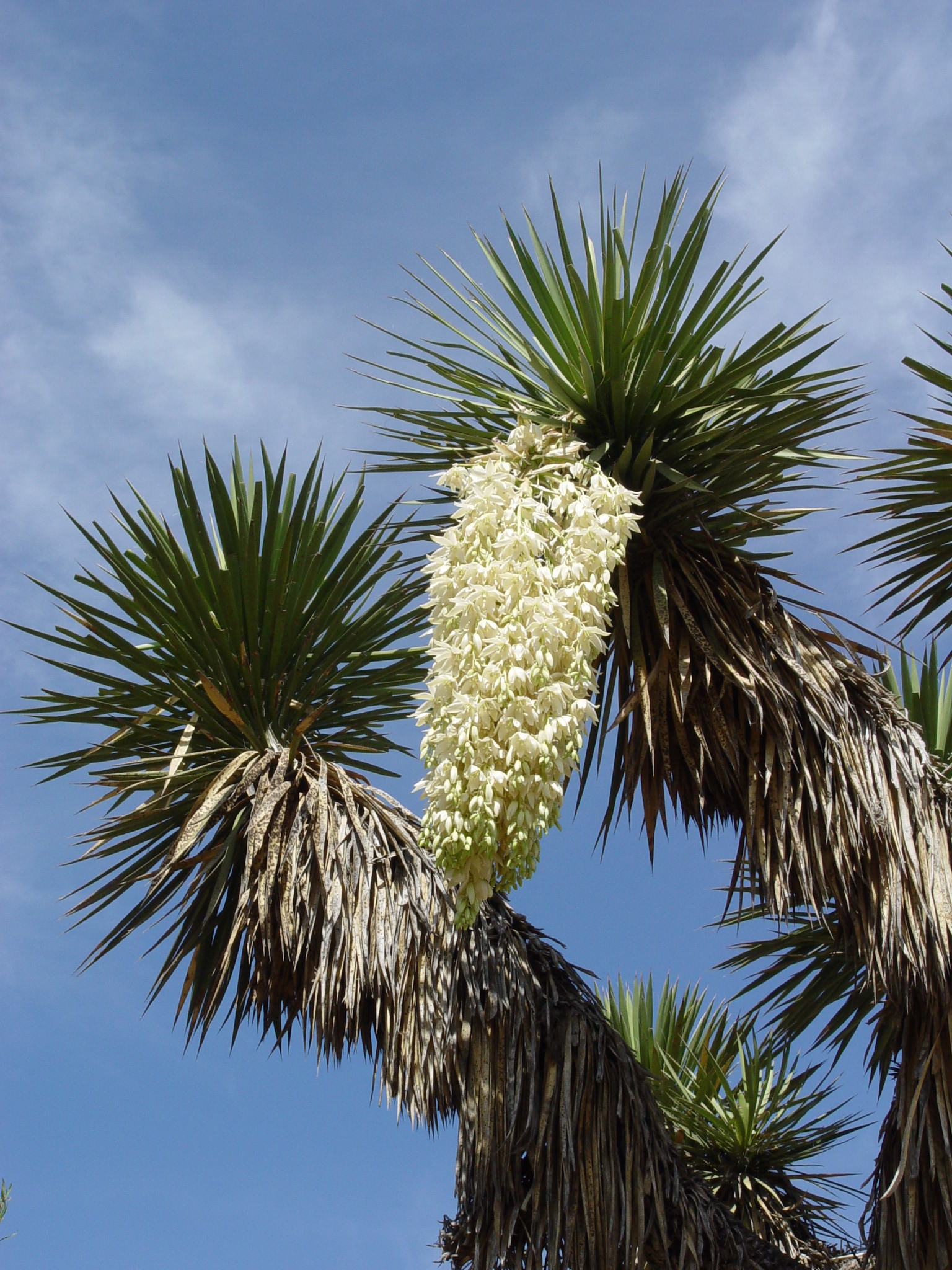 Yucca filifera 